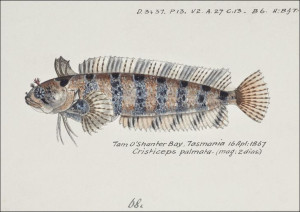 Antique fish possibly heteroclinus sp weedfish, F.