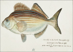 Antique fish latridopsis forsteri copper mok, F. E