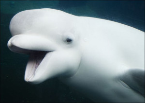 Baluga Whales at Mystic Aquarium., Carol Highsmith