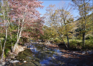 Autumn along the Robbins Branch creek, a tributary