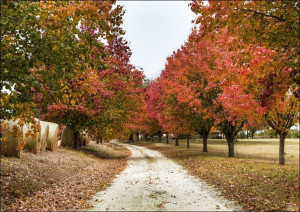 Autumn scene near Millen in northern Georgia., Car
