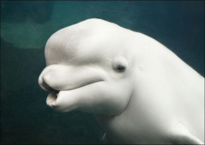 Belua whale in an aquarium., Carol Highsmith - pla