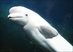 Baluga Whales at Mystic Aquarium, Carol Highsmith