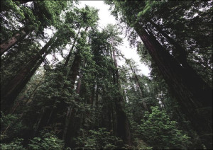 Bottom up view of tall trees at Redwood National a