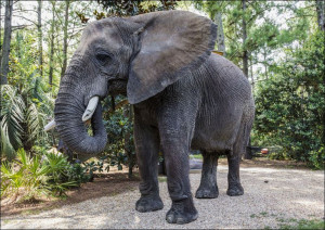 Bubbles the 9,000-pound African elephant at Myrtle