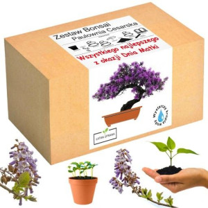 Prezent Dzień Mamy Matki Drzewko Szczęścia Bonsai