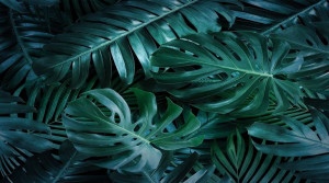 Ręcznik Plażowy 100x180 MONSTERA