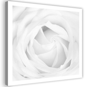 OBRAZ NA PŁÓTNIE Biała Róża Kwiat Roślina 50x50
