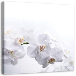 OBRAZ NA PŁÓTNIE Biała Orchidea Natura 50x50