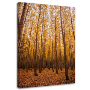 OBRAZ NA PŁÓTNIE Las Brzozy Liście Żółty 60x90