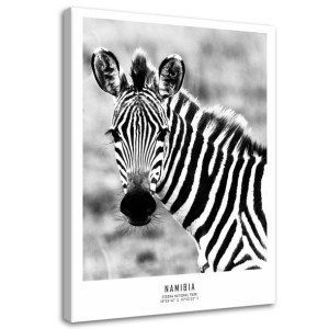 OBRAZ NA PŁÓTNIE Zebra Zwierzęta Natura 60x90