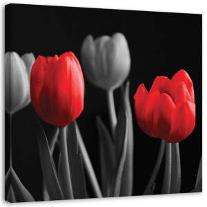 OBRAZ Kwiaty Tulipany Czerwony Szary 50x50