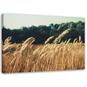 OBRAZ NA PŁÓTNIE Zboże Pole Kłosy Natura 60x40