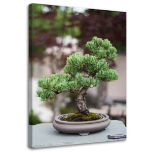 OBRAZ NA PŁÓTNIE Bonsai Drzewo Roślina 80x120