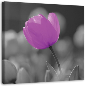 OBRAZ NA PŁÓTNIE Tulipan Kwiat Fioletowy 40x40