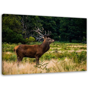 OBRAZ NA PŁÓTNIE Jeleń Rykowisko Las Natura 120x80