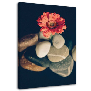 OBRAZ NA PŁÓTNIE Gerbera Kwiat Kamienie 40x60