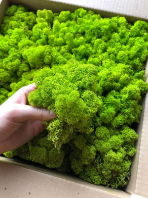 Mech Chrobotek naturalny wiosenna zieleń 500g