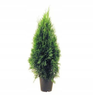 Tuja SZMARAGD 50-70cm w doniczkach C1,5