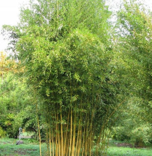 Bambus Bisseta zimujący phyllostachys bisseti P14
