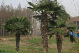 Palma mrozoodporna Trachycarpus 60-80cm C11