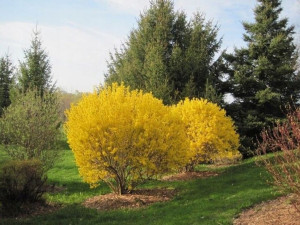 Forsycja pośrednia Minigold Flojor P9