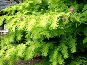 Metasekwoja chińska żywa skamielina 60-80cm C2