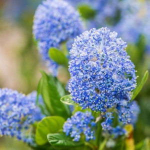 Prusznik Blue Mound Ceanothus sadzonki P9