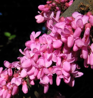 Judaszowiec kanadyjski Melon Beauty 60-80cm C5