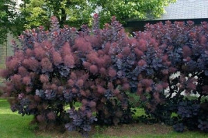 Perukowiec Royal Purple P9