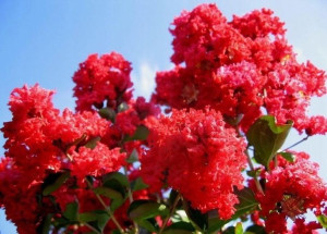 Lagerstroemia czerwona Coccinea P9