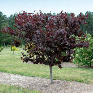 Judaszowiec kanadyjski Merlot 90-110cm C5