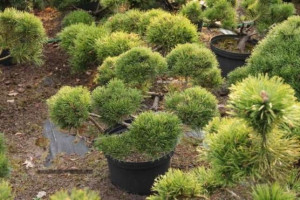ZIELONY Szmaragd tuja uformowana na bonsai NR 20
