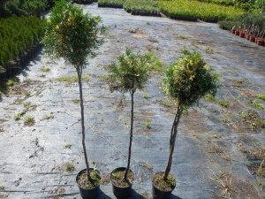 Variegata piękna kula uformowana PA 70-90cm C3