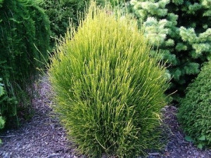 Thuja franky boy żywotnik olbrzymi C2