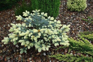 Świerk białobok + glauca globosa PA 70-90cm C3