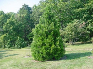 Sośnica Japońska P9