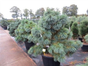 Sosna Schwerina Wiethorst 30-50cm C5