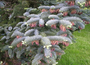 Jodła szlachetna Glauca 20-40cm C5