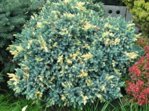Jałowiec łuskowaty floreant sadzonki P9
