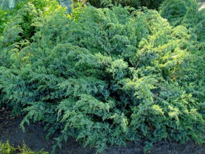Jałowiec łuskowaty BLUE SWEDE PA 120-140cm C4
