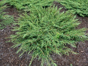 Jałowiec GREEN CARPET PA 130cm C4
