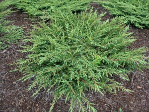 Jałowiec GREEN CARPET dł. 10-20cm C3