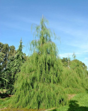 Cyprysik Lawsona IMBRICATA PENDULA 100-120cm C3