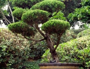 Cyprysik ELLWOODII formowany na bonsai 45-65cm C3