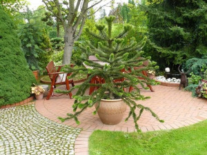 ARAUCARIA araukaria (małpka) 50-60cm 10L
