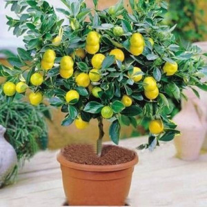 Cytryna zwyczajna Lemon Lover 20-40cm P12