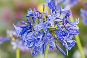 Agapant lilia niebieski Blue de Chine 2L