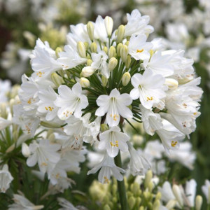 Lilia Agapant Ever White P9