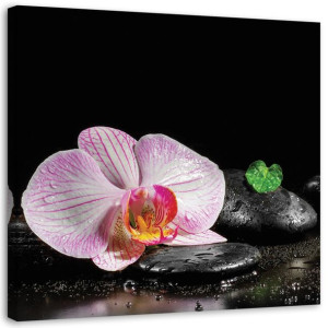 OBRAZ NA PŁÓTNIE Orchidea Zen 40x40